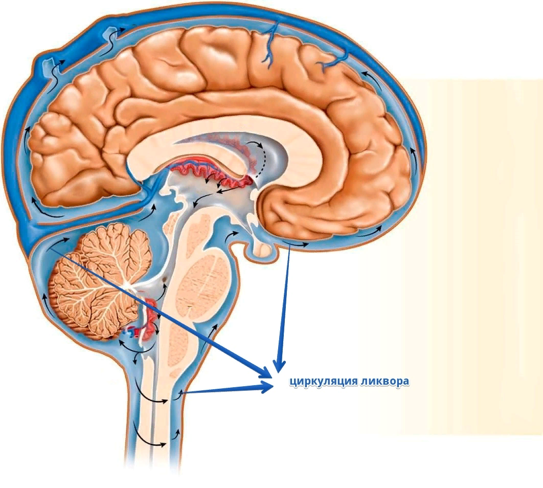 Полости мозга заполнены. Желудочки головного мозга ликвор. Циркуляция спинномозговой жидкости в головном мозге. Строение головного мозга ликвор. Циркуляция ликвора в головном мозге.