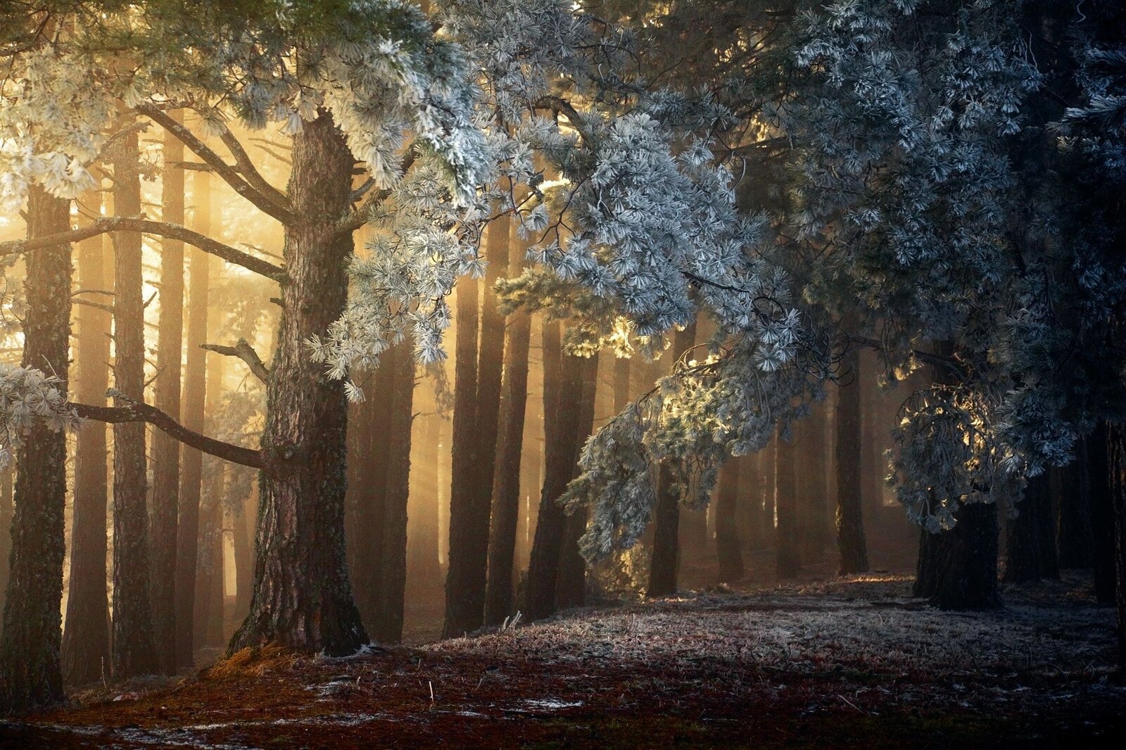 зачарованный лес.jpg